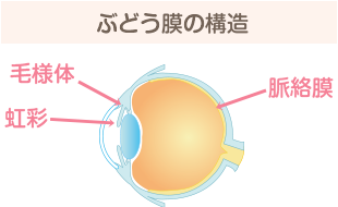 ぶどう膜の構造